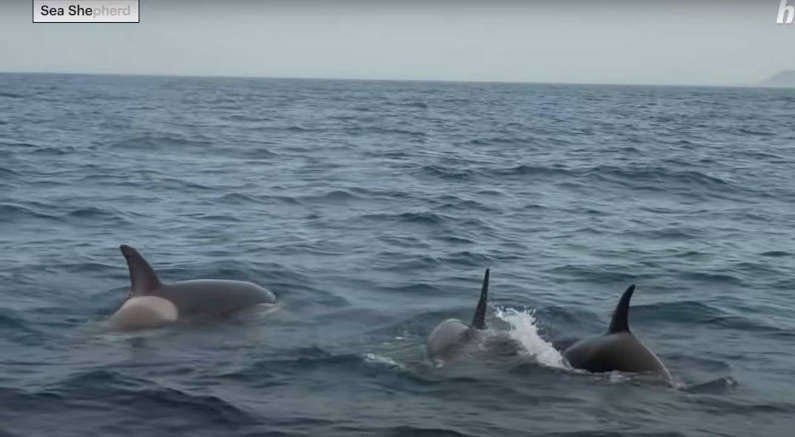 Sailors risking permanently and fatally hurting orcas