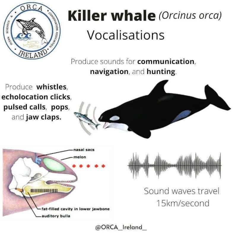 Firecrackers can fatally hurt orcas deaf